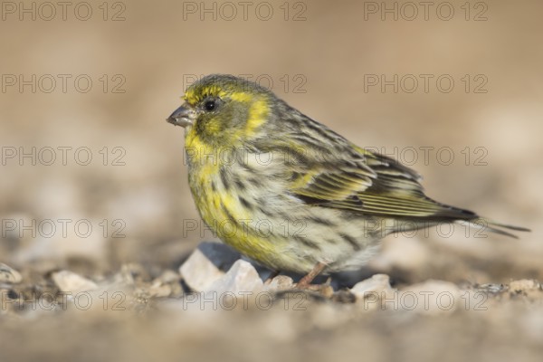 Serin - Girlitz - Serinus serinus, Spain, adult male