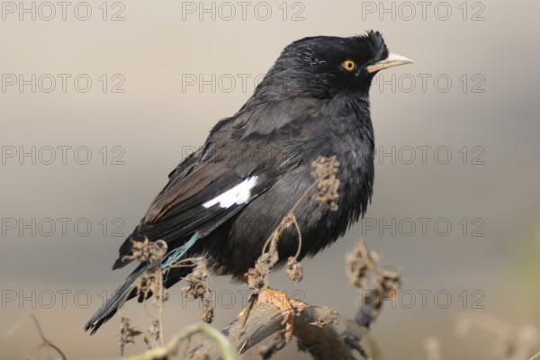 Crested Myna (Acridotheres cristatellus), Poyang Lake, China