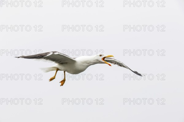Lesser Black-backed Gull (Larus fuscus) calling in flight, Texel, Netherlands
