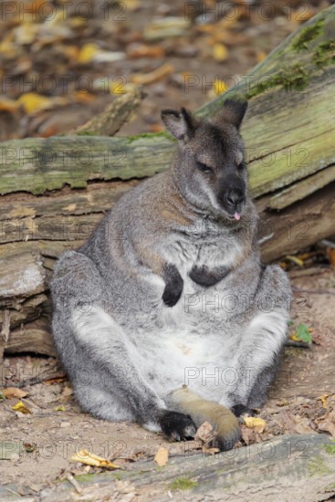 A red-necked wallaby or Bennett's wallaby (Macropus rufogriseus) sits on the forest floor leaning against a rotting tree