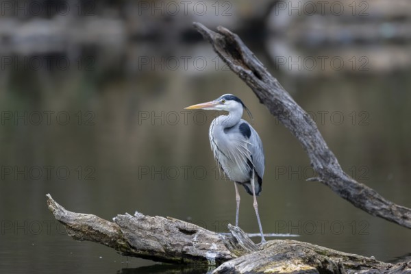 Grey heron (Ardea cinera), sitting on a branch, Vienna, Austria