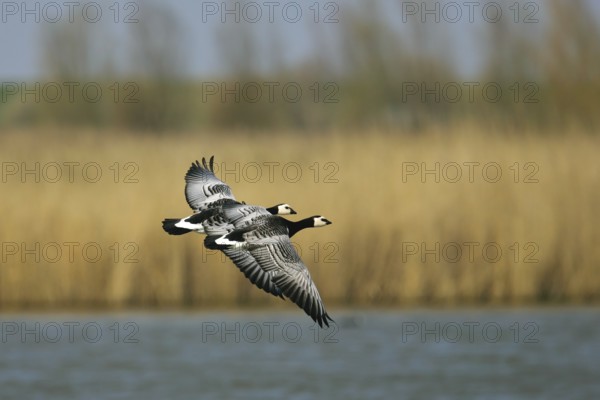 Barnacle Goose (Branta leucopsis) flying, Lower Saxony, Germany