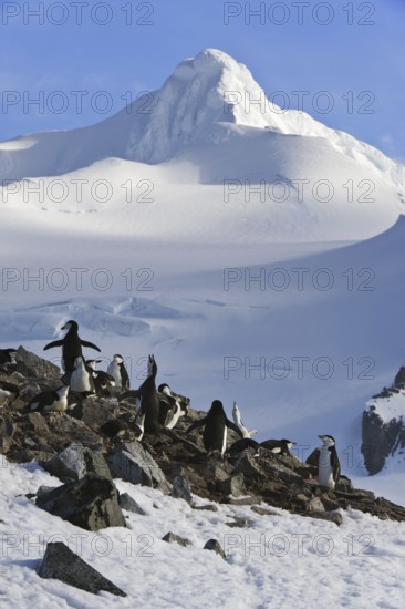 Chinstrap Penguin (Pygoscelis antarcticus), Antarctica