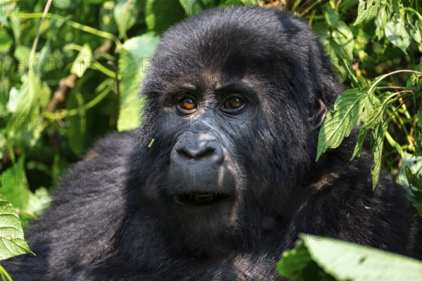 Mountain gorilla (Gorilla berengei berengei), Bwindi Impenetrable National Park, Uganda