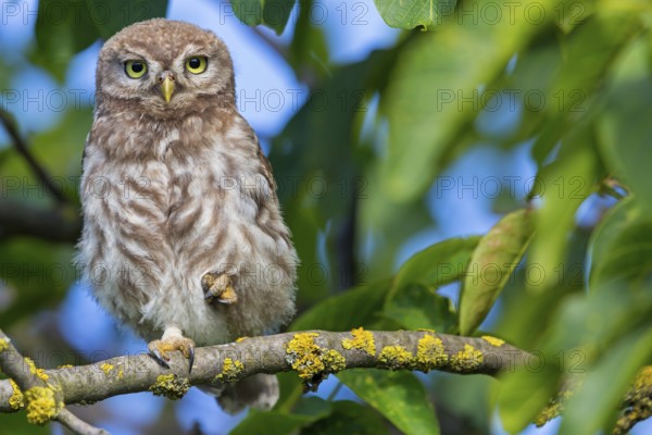 Little owl, (Athene noctua), animals, birds, owls, family of owls, Plateau Oberflörsheim, district Alzey, Rhineland-Palatinate, Federal Republic of Germany