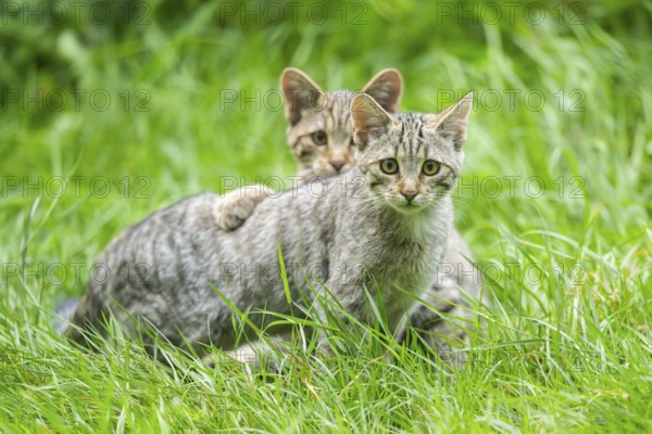 European wildcat (Felis silvestris silvestris) on a meadow, Hesse, Germany