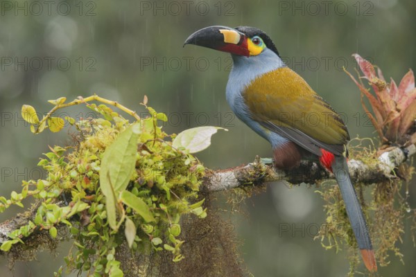 Plate-billed Mountain Toucan (Andigena laminirostris) perched on a branch in the rain, Mindo, Ecuador