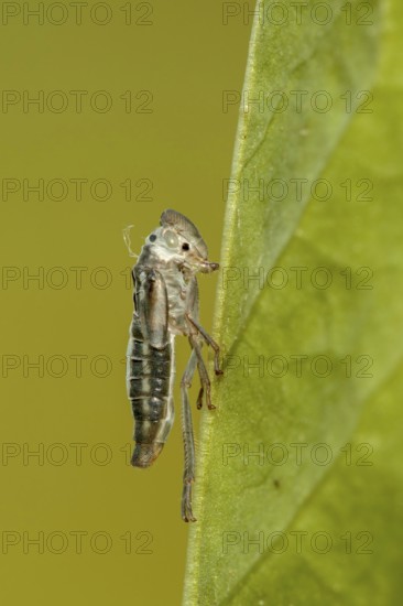 Achtergebleven huidje van een Groene cicade, remaning skin from an emerged Green leafhopper