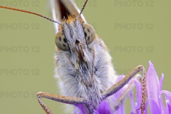 Dark Green Fritillary (Argynnis aglaja) portrait on Field Scabious (Knautia arvensis), North Rhine-Westphalia, Germany