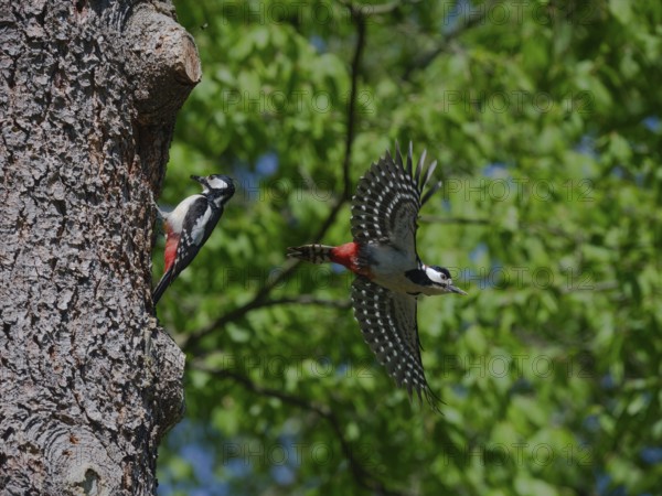 Operation at the nest box entrance