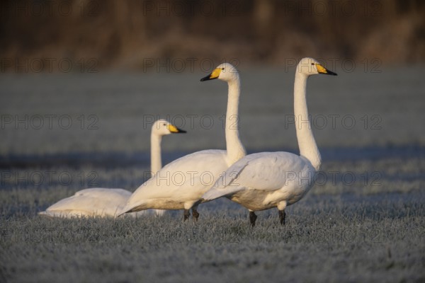 Whooper swans (Cygnus cygnus), Emsland, Lower Saxony, Germany
