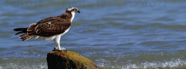 An osprey looking for food, (Pandiaon haliaetus), family of birds of prey, biotope, habitat, standing on a stone in the water, Raysut, Salalah, Dhofar, Oman