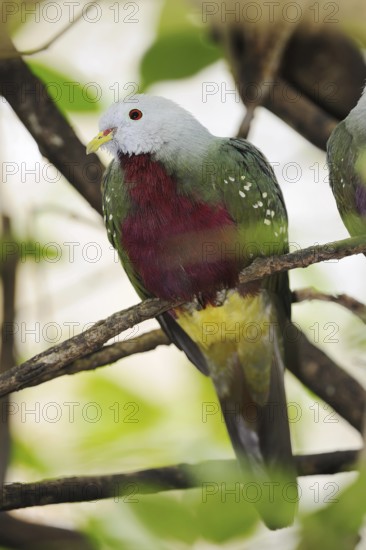 Wompoo fruit dove (Ptilinopus magnificus), captive, occurring in Australia