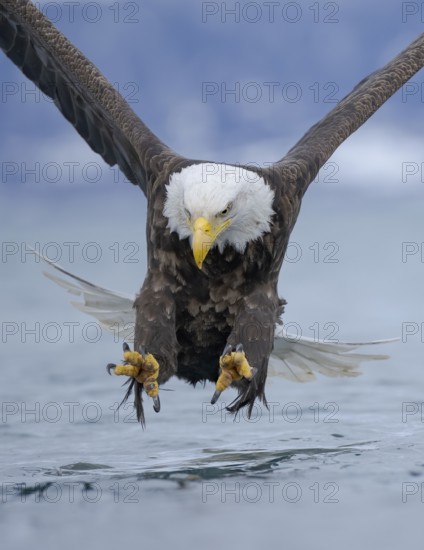Bald Eagle (Haliaeetus leucocephalus) hunting, Alaska, USA