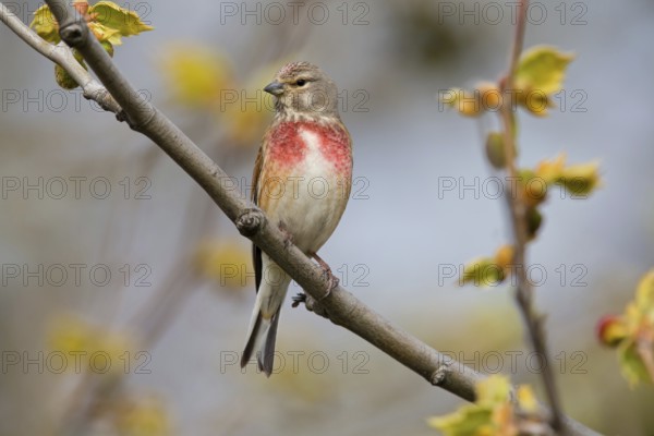 Linnet, linnet, flax finch, finch family, (Carduelis cannabina), Acanthis cannabina, animals, birds, Lake Neusiedl, Burgenland, Austria