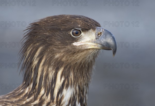 Bald Eagle (Haliaeetus leucocephalus) juvenile, Alaska, USA