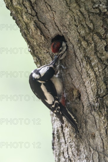 Great spotted woodpecker (Dendrocopos major) at the cave with young, Emsland, Lower Saxony, Germany