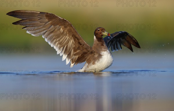Hemprich's Gull, (Ichthyaetus hemprichii), (Larus hemprichii), Fish Eagle Gull Salalah, Raysut, Dhofar, Oman