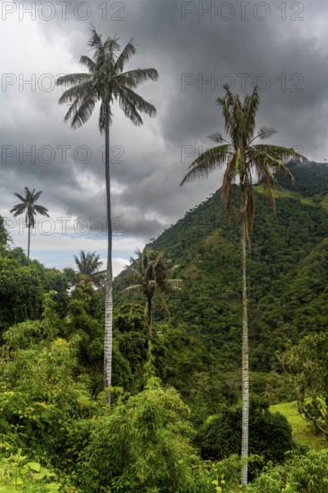 Wax palms largest palms in the world, Cocora valley, Unesco site coffee cultural landscape, Salento, Colombia