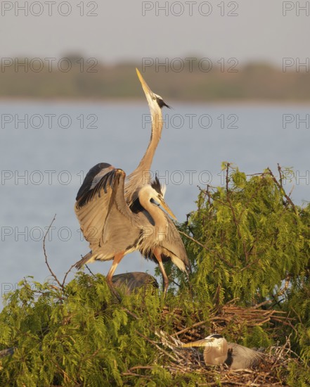 Great Blue Heron (Ardea herodias), Texas, USA