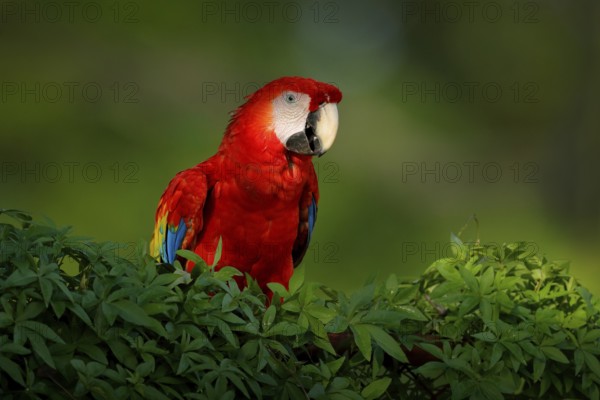 Red parrot Scarlet Macaw, Ara macao, bird sitting on the branch with food, Amazon, Brazil. Wildlife scene from tropical forest. Beautiful parrot on tree in nature habitat