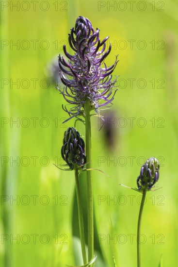 Black Rampion (Phyteuma nigrum), Schmittröder nature reserve, Königstein im Taunus, Hesse, Germany
