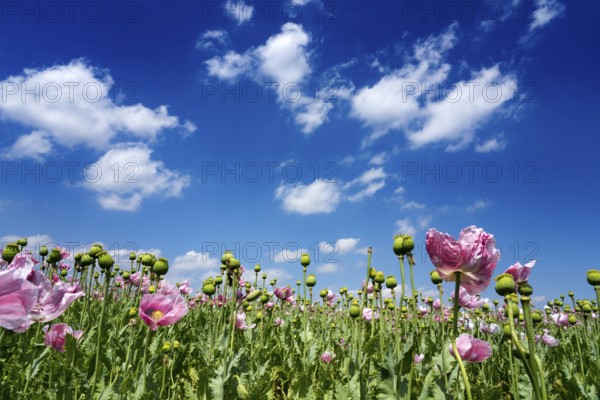 Opium poppy field, Germerode, Werra-Meissner district, Hesse, Germany