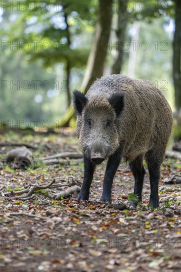 Wild boar (Sus scrofa), Vulkaneifel, Rhineland-Palatinate, Germany