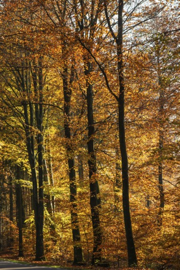 Colorful beech forest in autumn in Sankt Olof, Simrishamn municipality, Skåne county, Sweden, Scandinavia