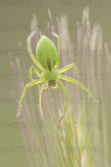 Green huntsman spider (Micrommata virescens), female, Provence, southern France