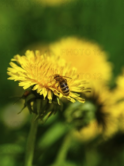 Honey bee (Apis mellifera) collecting pollen in the flower of a dandelion (taraxacum), Bischofswiesen, Berchtesgadener Land, Bavaria, Germany