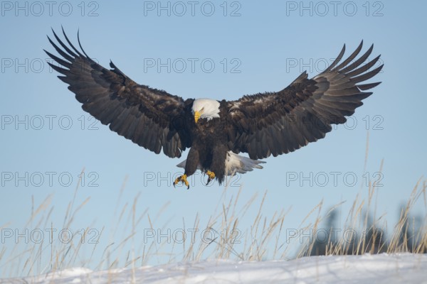 Bald Eagle (Haliaeetus leucocephalus) landing, Alaska, USA