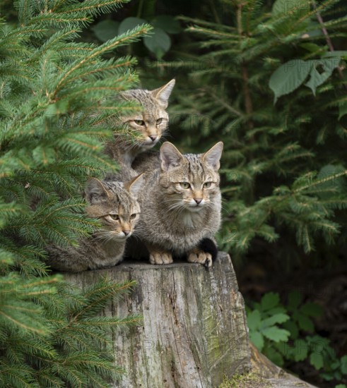 European wildcats (Felis silvestris) sitting on a tree stump and looking attentively, captive, Germany