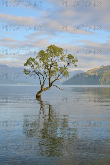 Tree in the clear water of a lake with mountains in the background and mild atmosphere, summer, Lake Wanaka, Wanaka, Otago, South Island, New Zealand