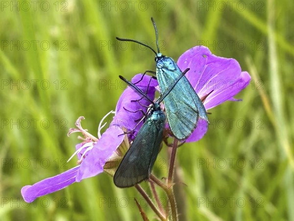 Green forester (Adscita statices) in a meadow cranesbill (Geranium pratense), Liederbach, Dillendorf, Rhineland-Palatinate, Germany