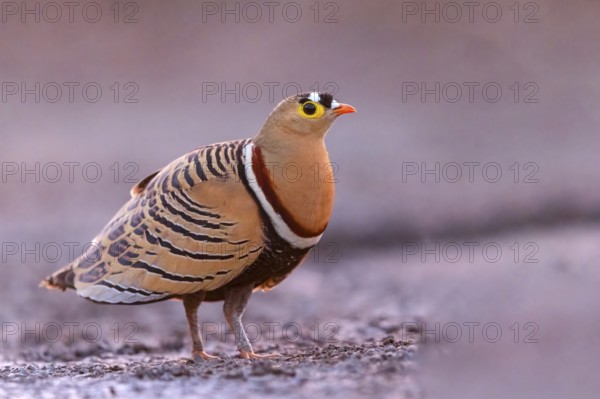 Bush flying fowl, (Pterocles quadricintus), three-banded flying fowl, three-banded flying fowl, flying fowl, flying fowl, Bansang quarry, Bansang, South Bank, Gambia
