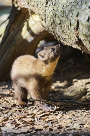 European pine marten (Martes martes) in a forest, Bavaria, Germany