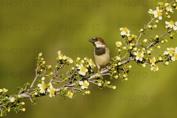 House Sparrow Passer domesticus Tucson, Pima County, Arizona, United States 17 May 2017 Adult Male Passeridae