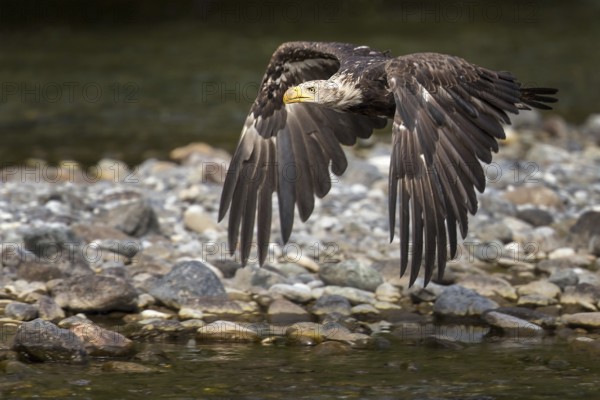 Bald Eagle (Haliaeetus leucocephalus) flying, British Columbia, Canada