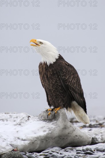 Bald Eagle (Haliaeetus leucocephalus), Bald Eagle, Homer, Kenai Peninsula, Alaska, USA