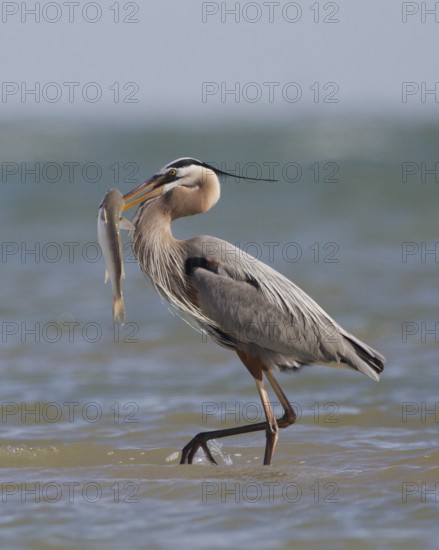 Great Blue Heron (Ardea herodias) with great fish in its beak, Texas, USA