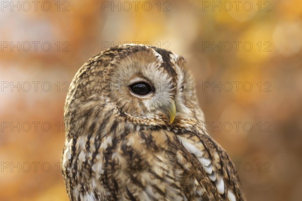 Tawny Owl (Strix aluco) captive, Bavaria, Germany