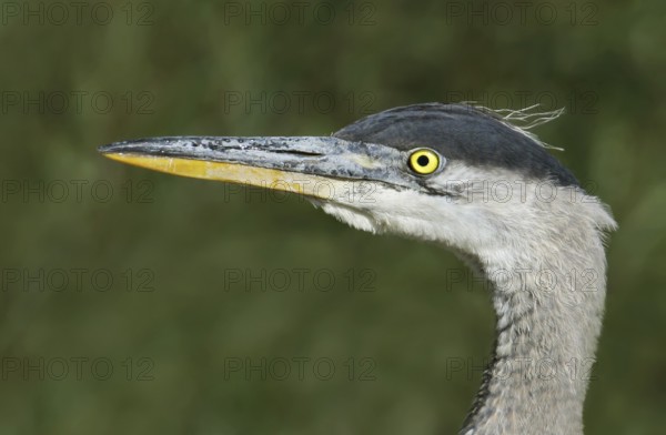 Great Blue Heron (Ardea herodias), Saskatchewan, Canada