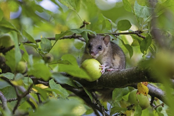 Dormouse (Glis glis), animals, mammals, dormice, nocturnal, rodents, eats an apple, Baden-Württemberg, Federal Republic of Germany