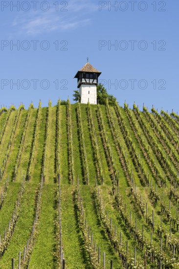 Das sogenannte Rebwächterhäusle, ein Fachwerkgebäude um 1600 errichtet, diente der Beaufsichtigung der Rebhänge und Unterbringung der Geräte, die für den Weinbau benötigt werden, davor Rebstöcke der Rebsorte Müller-Thurgau, Rebgut Haltnau, Meersburg am Bodensee, Bodenseekreis, Baden-Württemberg, Deutschland