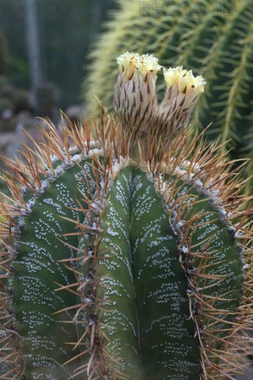 Cactus, flowering bishop's mitre (Astrophytum ornatum), Botanical Garden Erlangen, Middle Franconia, Bavaria, Germany