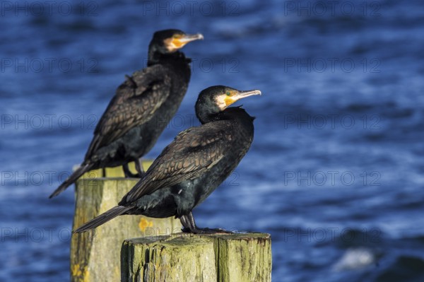 Cormorants (Phalacrocorax carbo) sitting on groynes, Fischland-Darß-Zingst, Baltic Sea, Mecklenburg-Western Pomerania, Germany