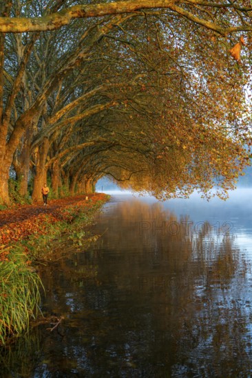Autumn colours on the Platanen Allee, Hardenberg Ufer, lakeside path on Lake Baldeney, near Haus Scheppen, in Essen, North Rhine-Westphalia, Germany