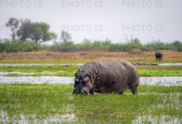 Hippopotamus (Hippopatamus amphibius), grazing in the shallow water of a lake, Okavango Delta, Moremi Game Reserve, Botswana