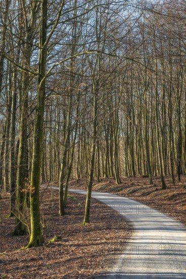 Narrow winding road through forest in spring-winter in Snogeholm nature reserve, Sjöbo municipality, Skåne county, Sweden, Scandinavia